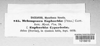 Melampsora euphorbiae image